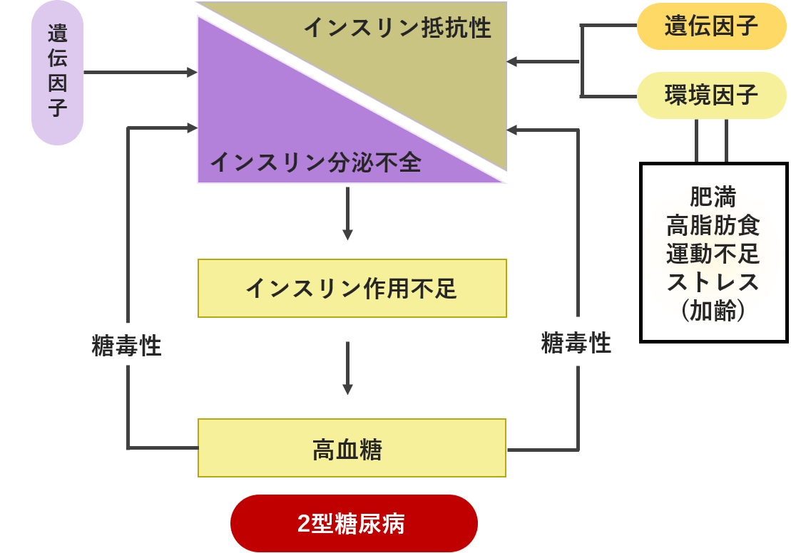 2型糖尿病はどんな病気なの？